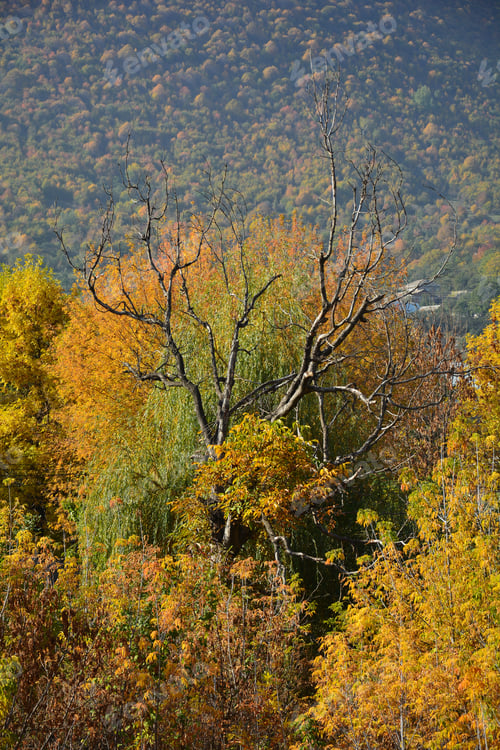 Preview: Autumn Trees