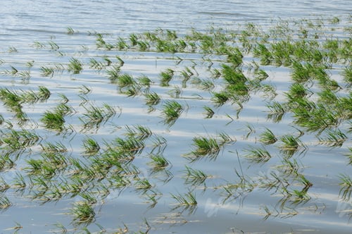 Preview: Aquatic Plants On The Lake Surface