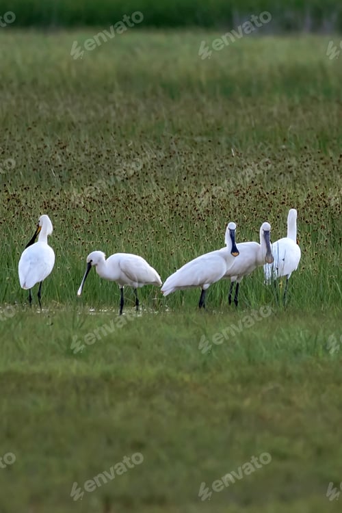 Preview: Herons. Green Nature Background. Birds: Eurasian Spoonbill. Platalea Leucorodia.