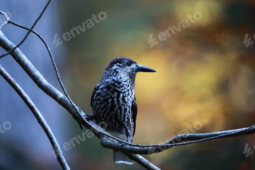Preview: Spotted Nutcracker, Eurasian Nutcracker Black Forest Germany