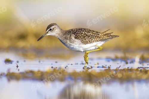 Preview: Cute Water Bird. Wood Sandpiper. Colorful Natural Background. Bird: Wood Sandpiper. Tringa Glareola.