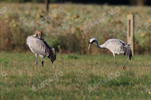 Preview: Common Cranes In The Field Mecklenburg Germany