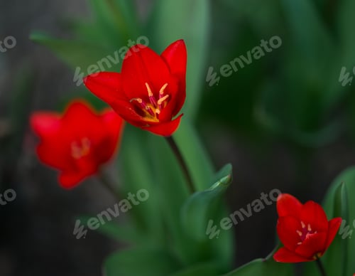 Preview: Red Flower In The Spring