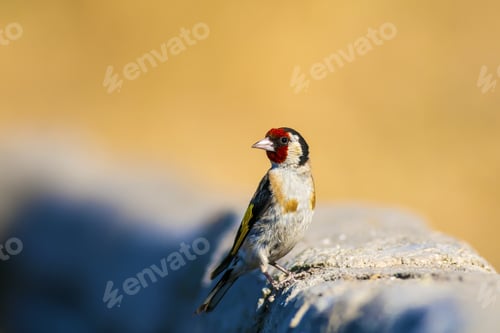 Preview: Cute Colorful Bird. European Goldfinch. Yellow Nature Background.