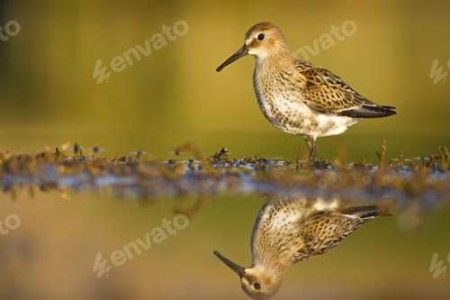 Preview: Nature Habitat And Water Bird. Feeding Bird. Green Yellow Nature Background. Common Water Bird