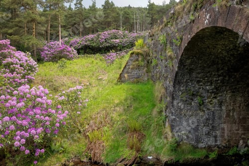 Preview: Rhododendron In The Vee, Co.Tipperary, Ireland