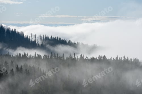 Preview: Panoramic View Of Misty Forest. Far Horizon. Mountain Area In Slovakia With Mountains Hiding Behind