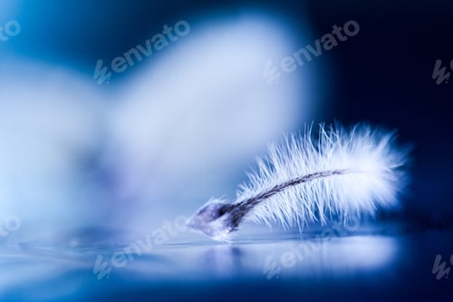 Preview: Abstract Composition With Dried Clematis Seeds And Light