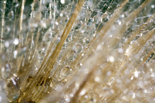 Preview: Dandelion Seeds With Water Drops On Colorful Background