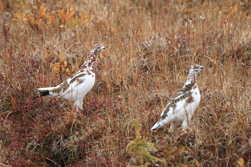 Preview: Willow Ptarmigan Alaska