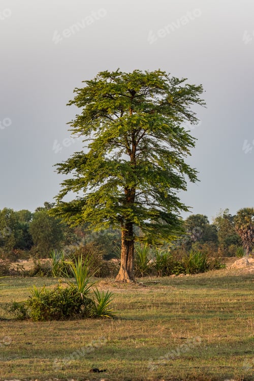 Preview: Beautiful Countryside View In Tropical Rural District, Siem Reap, Cambodia