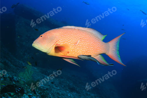 Preview: Lyretail Grouper Fish With Remora