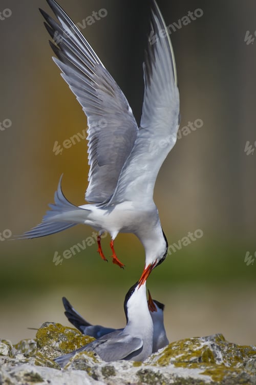 Preview: Cute Bird Tern Bird Nest Common Tern Sterna Hirundo