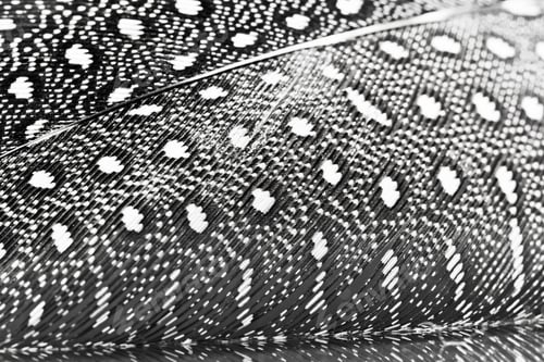 Preview: Guinea Hen Feather With Dark Background