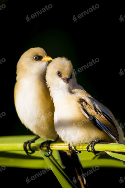 Preview: Romantic Birds. Black Nature Background. Bearded Reedling / Panurus Biarmicus