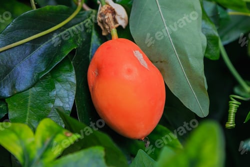 Preview: Blue Flower Or Passiflora (Passiflora Caerulea) Leaves In Tropical Garden. Beautiful Passion Fruit