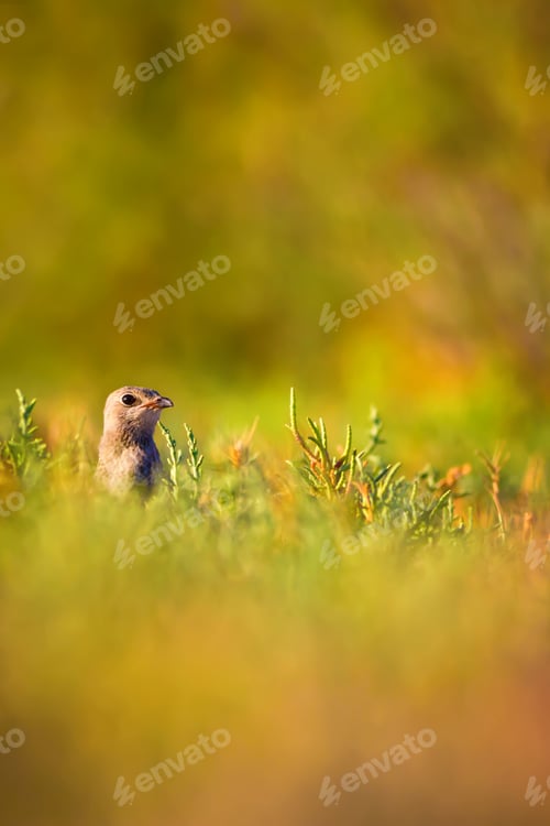 Preview: Cute Bird And Yellow Green Nature Background.