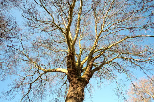 Preview: Bare Tree Blue Sky Background