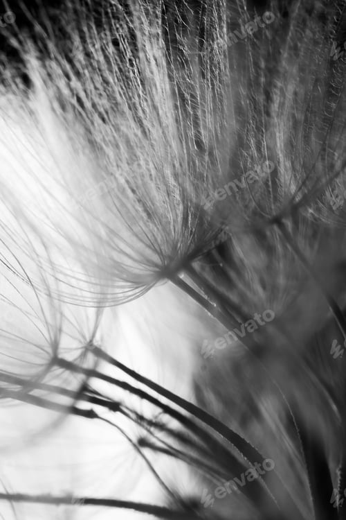 Preview: Abstract Composition With Dandelion Seeds - Extreme Closeup With Soft Focus