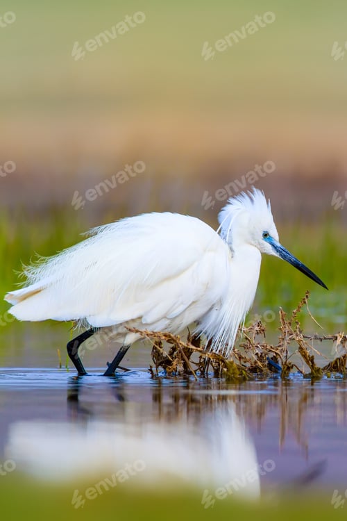 Preview: Heron. Bright Vivid Colors. Colorful Nature Background. Bird: Little Egret. Egretta Garzetta.