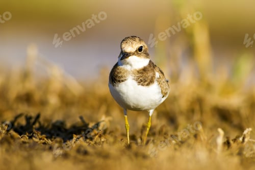 Preview: Cute Little Water Bird. Yellow, Green Water Nature Habitat Background. Bird: Common Ringed Plover.
