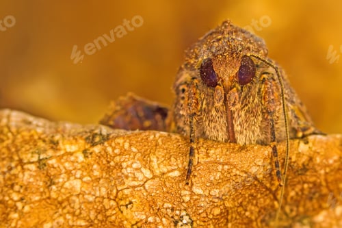Preview: Amazing Insect Moth Yellow Nature Background.
