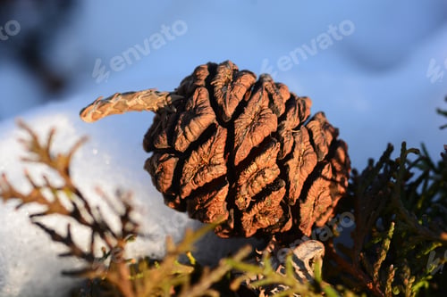 Preview: Sequoia Sempervirens (Coast Redwood) Cone On The Snow, Armenia