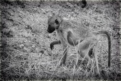Preview: Vintage Style Image Of A Baboon In The Hwange National Park, Zimbabwe