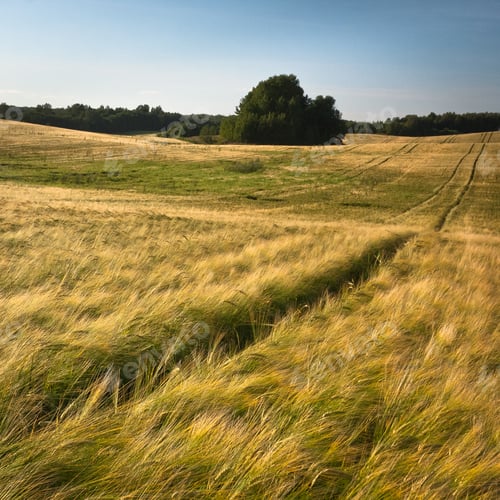 Preview: Cereal Fields At Sunset