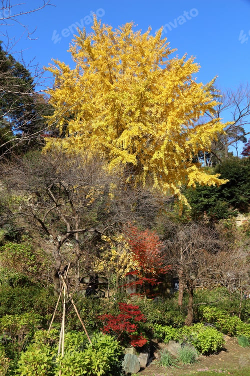 Preview: Beautiful Autumn In Kamakura, Japan. Yellow Leaves Of Ginkgo Tree.