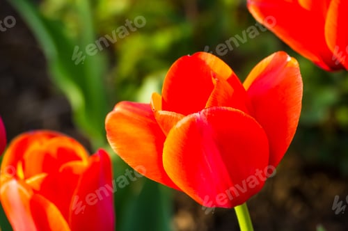 Preview: Colorful Tulips In Early Spring In The Garden