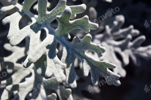 Preview: Silver Dust Cineraria Maritima In The Garden, Close Up.