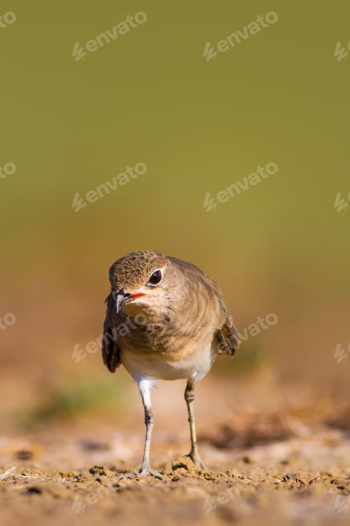 Preview: Cute Bird Collared Pratincole. Warm Colors Nature Background. Collared Pratincole / Glareola