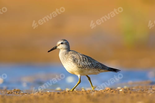 Preview: Water Bird. Natural Background. Bird: Red Knot. Calidris Canutus