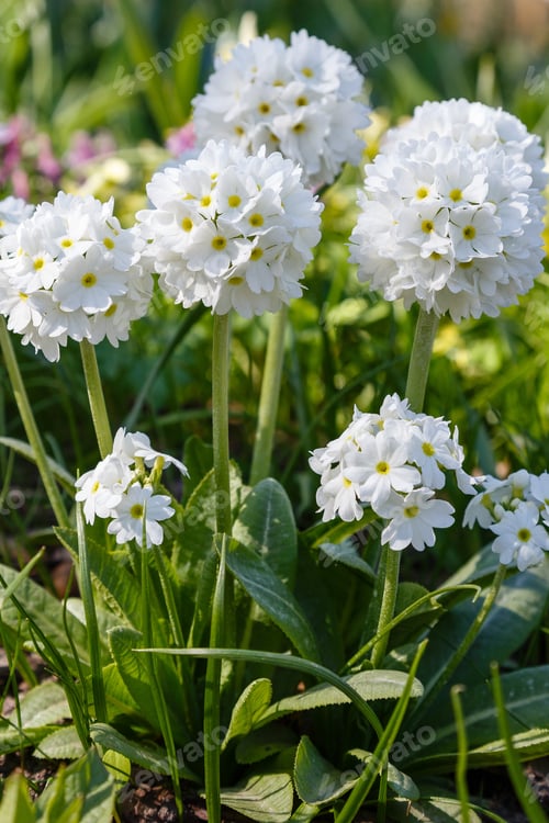 Preview: Примула Denticulata Alba In Spring Garden. White Primrose Flowers In Natural Background.