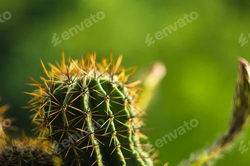 Preview: Cactus Echinopsis Tubiflora