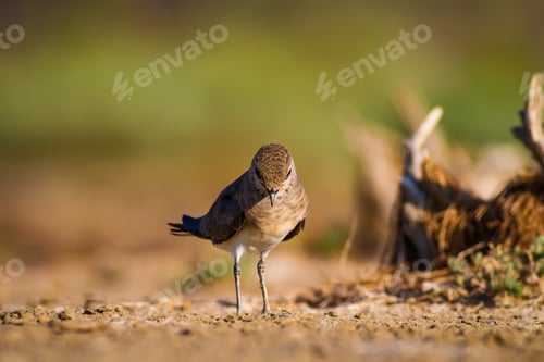 Preview: Cute Bird Collared Pratincole. Warm Colors Nature Background. Collared Pratincole / Glareola