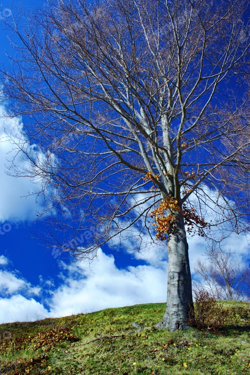 Preview: Solitary Tree On A Grassfield Under Blue Sky