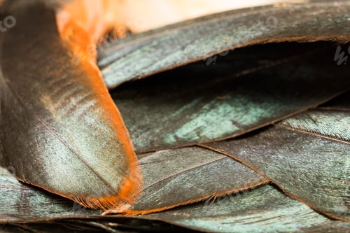 Preview: Colorful Rooster Feather With Details And Reflexions
