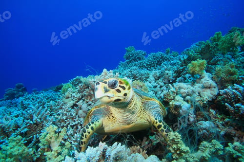 Preview: Hawksbill Turtle Resting On Coral Reef