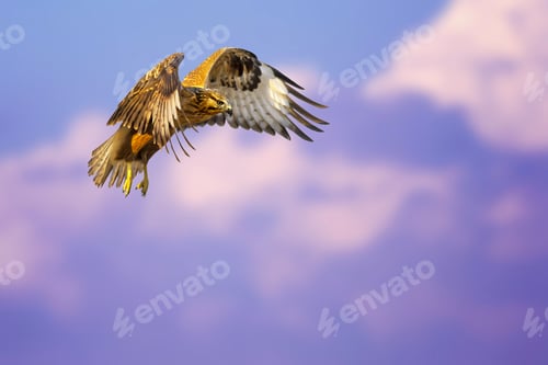 Preview: Bird Of Prey. Flying Buzzard. White Purple Clouds. Blue Sky Background.