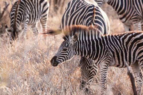 Preview: Zebra In The Okavango National Park, Botswana