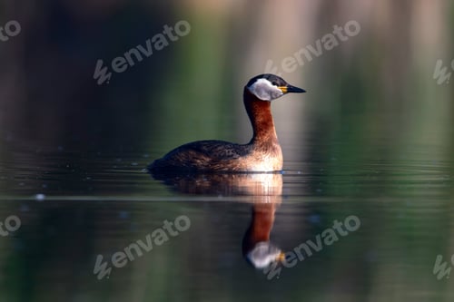 Preview: Swimming Bird. Nature Background. Bird: Red Necked Grebe. Podiceps Grisegena.