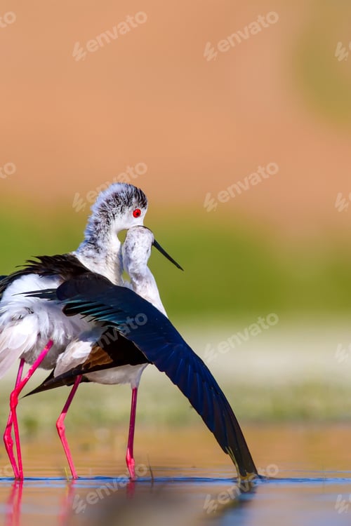 Preview: Cute Bird'S Mating. Common Water Birds. Bird; Black Winged Stilt. Himantopus Himantopus. Colorful