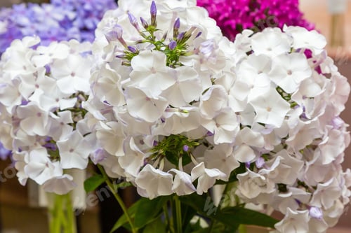Preview: The Beautiful White Blossoms Of Phlox Paniculata. The White And Red Flowers Of Phlox Paniculata.