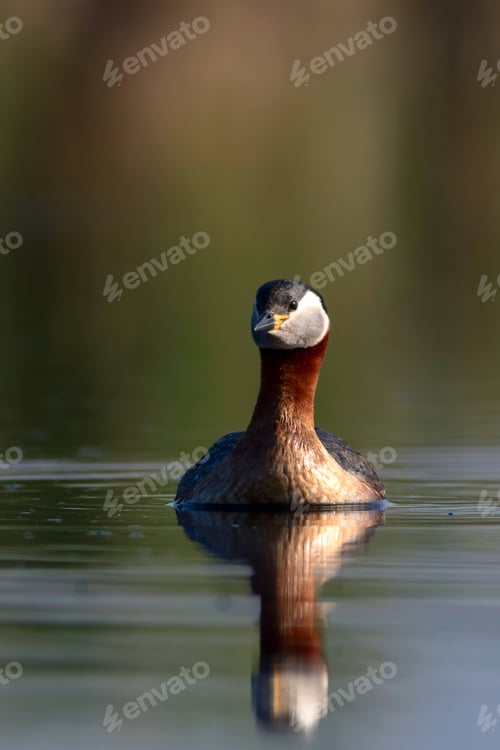 Preview: Swimming Bird. Nature Background. Bird: Red Necked Grebe. Podiceps Grisegena.