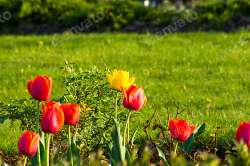 Preview: Colorful Tulips In Early Spring In The Garden
