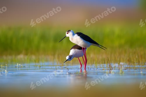 Preview: Romantic Birds. Blue Green Nature Background Black Winged Stilt