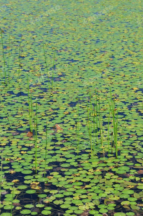 Preview: European Frog-Bits Floating In A Pond