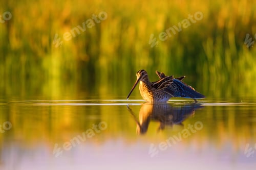 Preview: Wonderful Light And Bird. Lake Background. Common Snipe Gallinago Gallinago